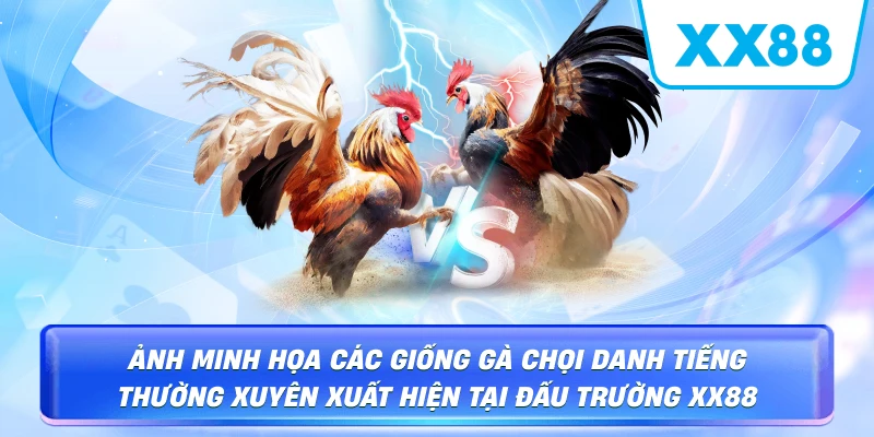 Đá Gà XX88 – Đỉnh Cao Giải Trí Và Cá Cược Trực Tuyến - sapg